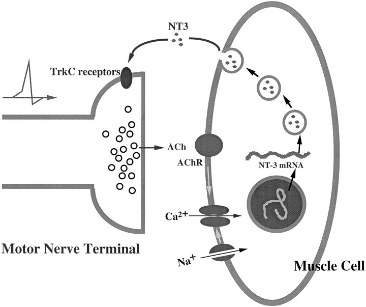 Fig. 8.