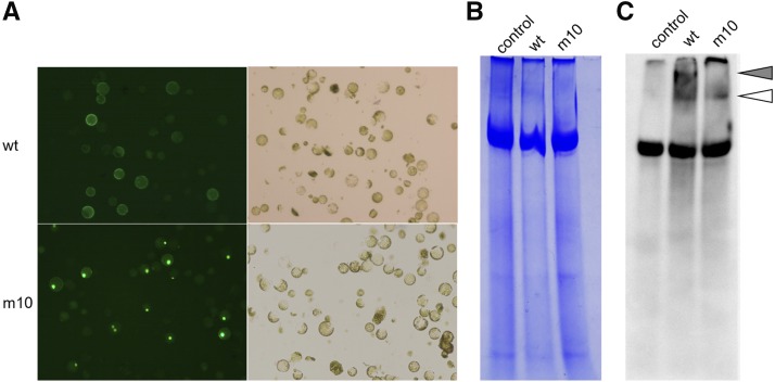 Figure 6.