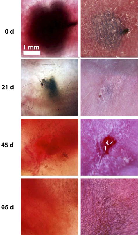 Fig. 7