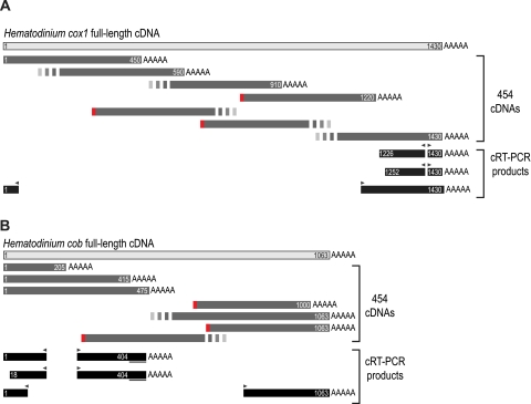 FIG. 6.—