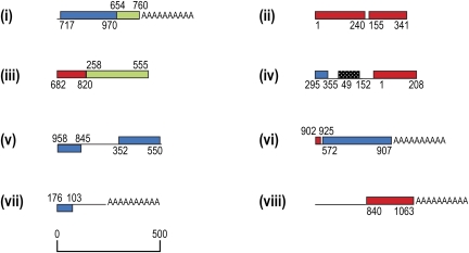 FIG. 7.—