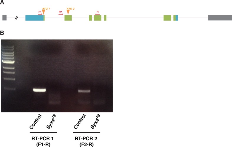 Figure 2—figure supplement 1.