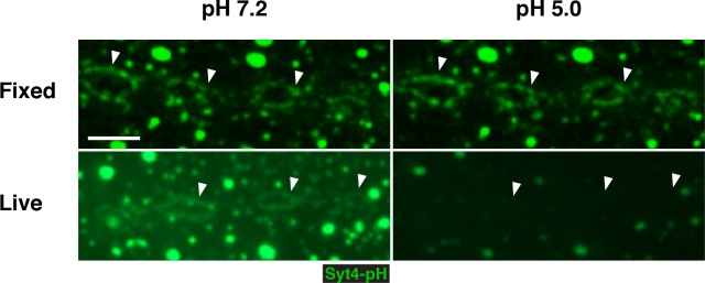 Figure 1—figure supplement 2.