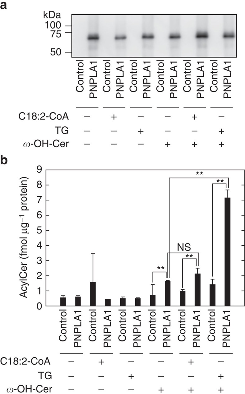 Figure 5