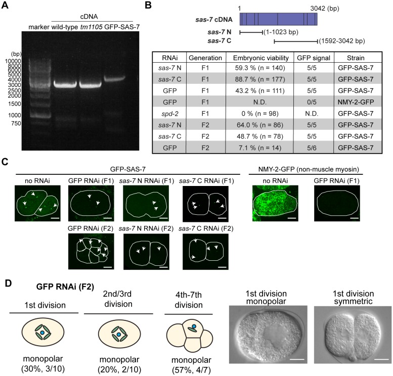 Figure 1—figure supplement 2.