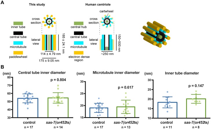 Figure 4—figure supplement 1.