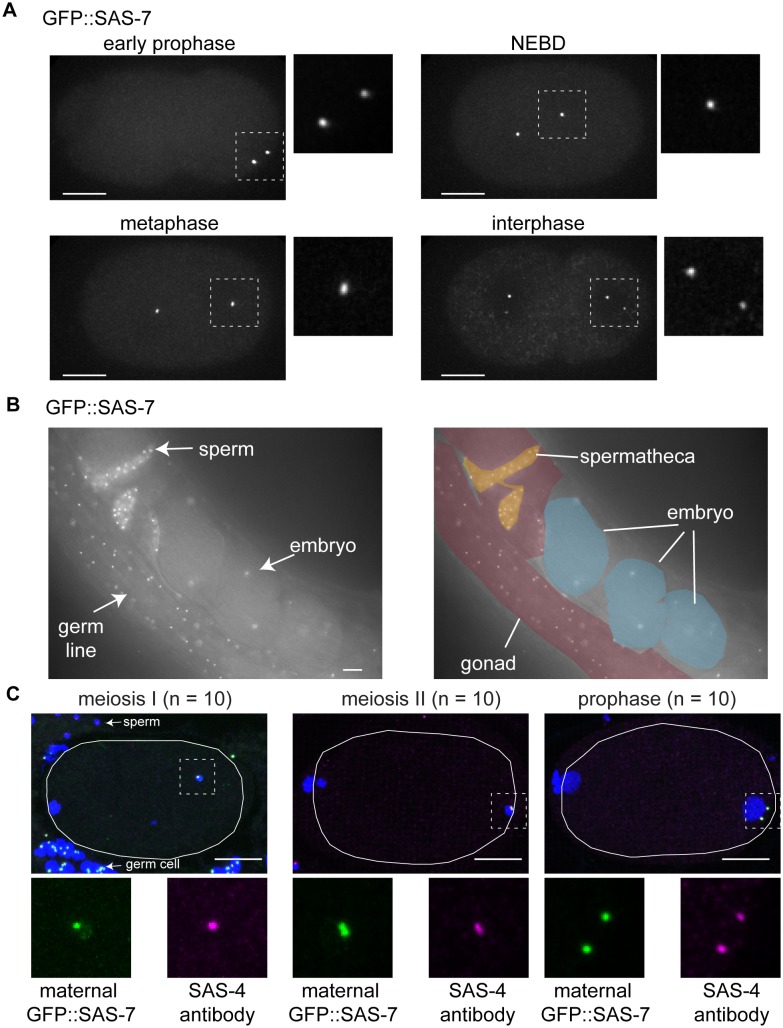 Figure 5—figure supplement 1.