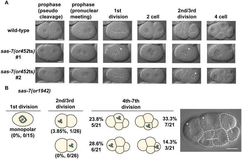 Figure 1—figure supplement 1.