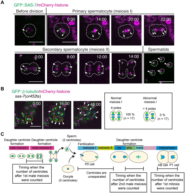 Figure 2—figure supplement 1.