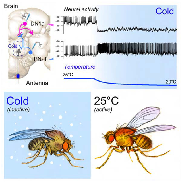 graphic file with name nihms-1588130-f0001.jpg