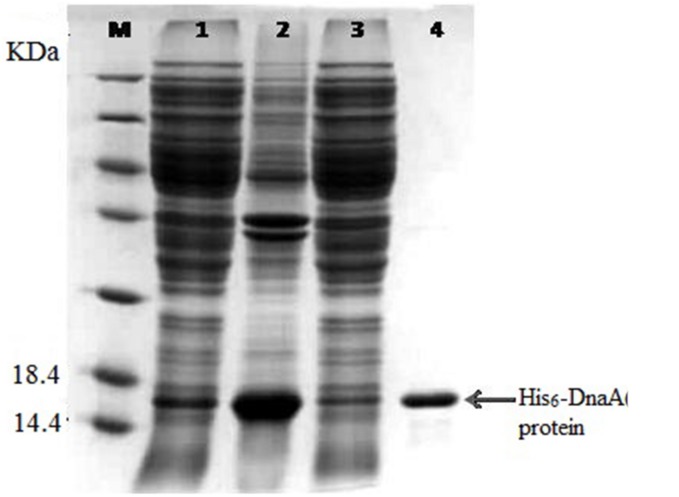 FIGURE 3