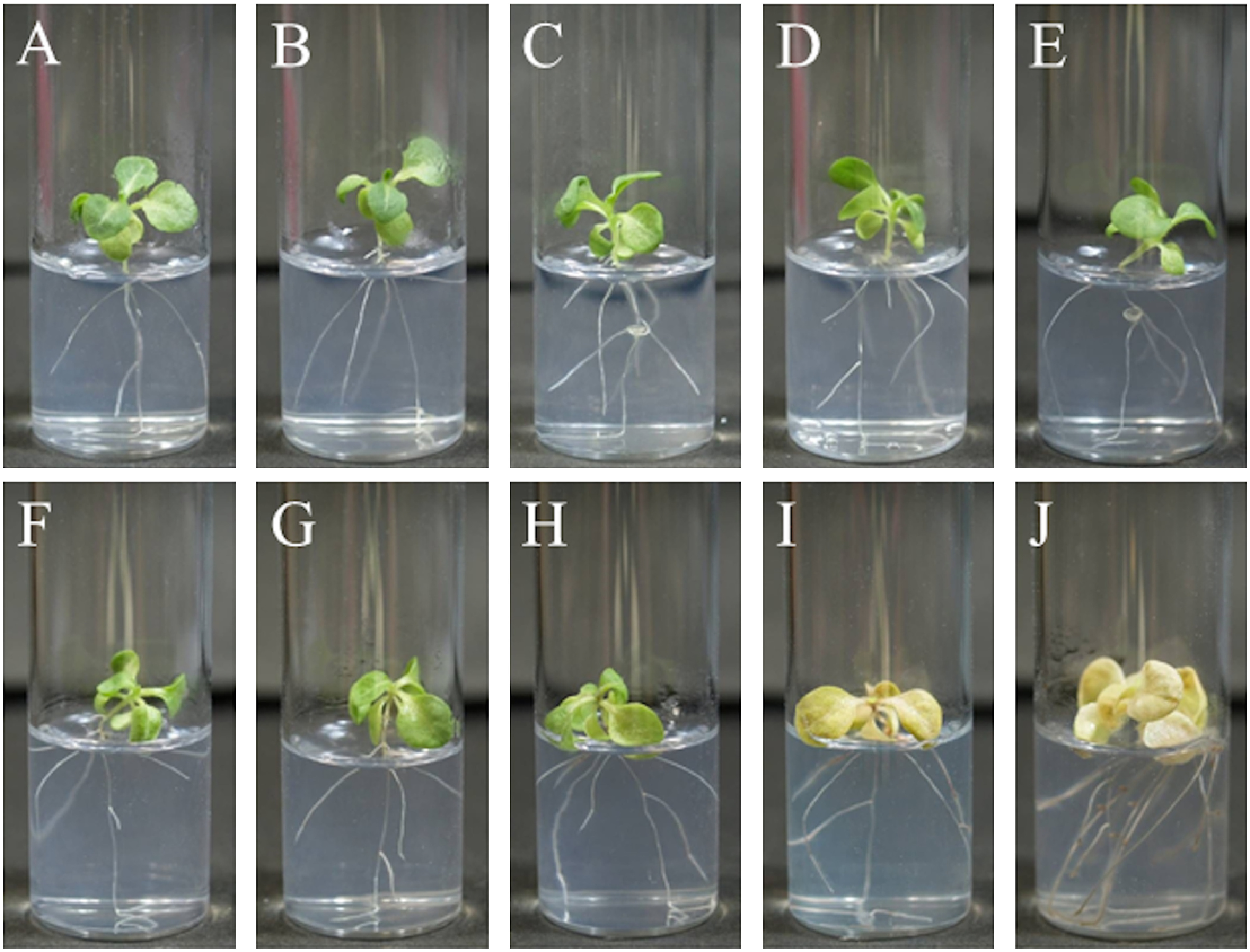 Figure 1. Time course changes of visible lethal symptoms in the hybrid seedlings of the cross N. suaveolens×N. tabacum after transfer from 36 to 28°C. After being cultivated at 36°C for 20 days after germination (A), the seedling exposed to 28°C and cultured for 1 (B), 3 (C), 5 (D), and 12 (E) hours, and 1 (F), 3 (G), 5 (H), 10 (I), and 15 (J) days.