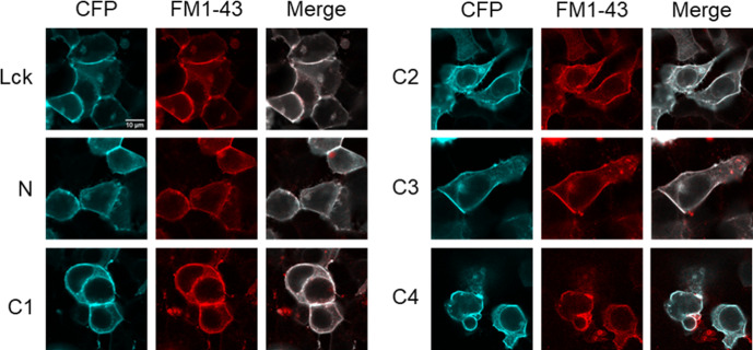 Figure 2—figure supplement 3.