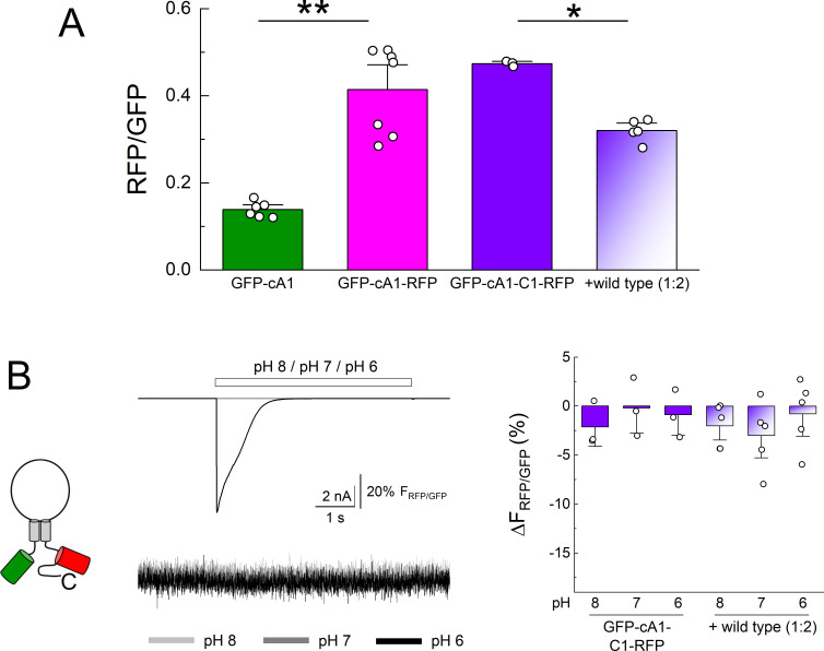 Figure 4—figure supplement 1.