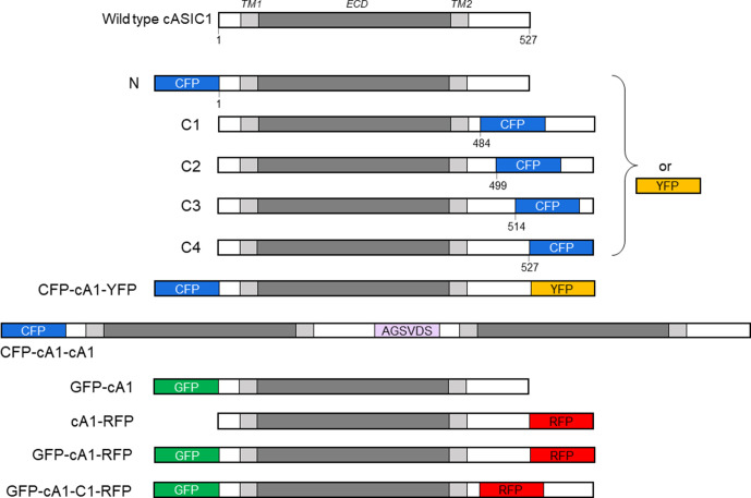 Figure 2—figure supplement 1.