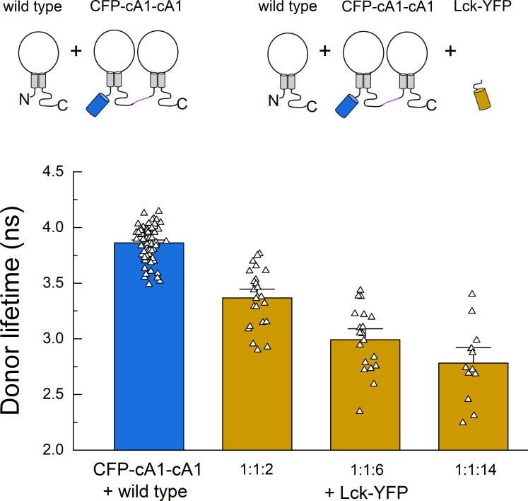 Figure 3—figure supplement 1.