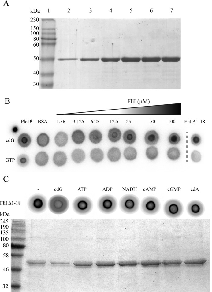 FIGURE 1.