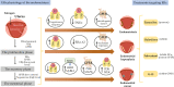 Graphical Abstract