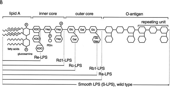 FIG. 2.