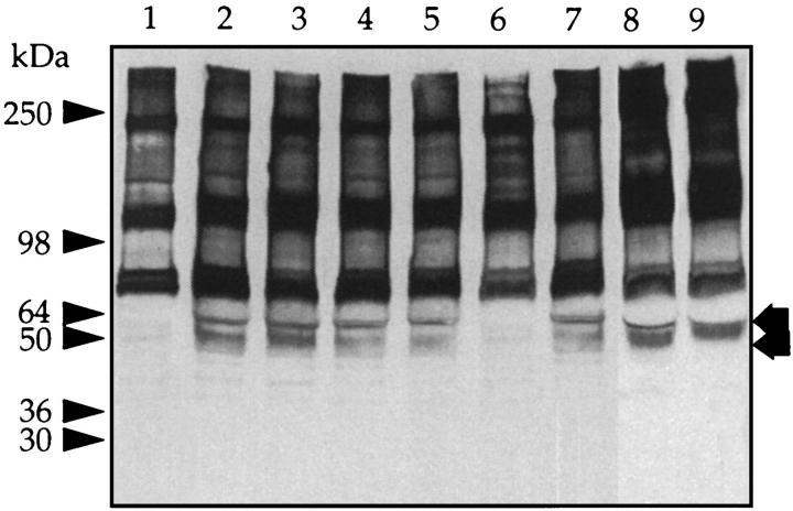 Figure 10.