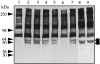 Figure 10.