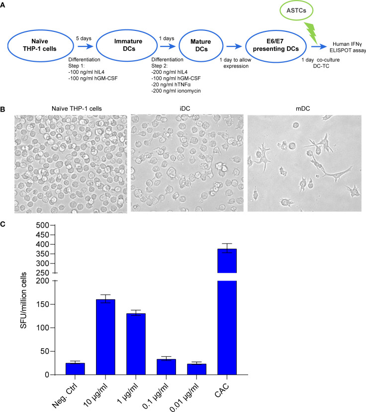 Figure 2