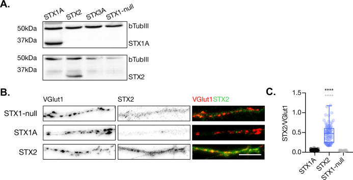 Figure 1—figure supplement 1.