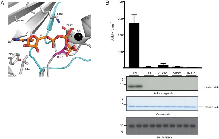 Figure 1—figure supplement 1.