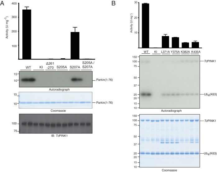 Figure 2—figure supplement 1.