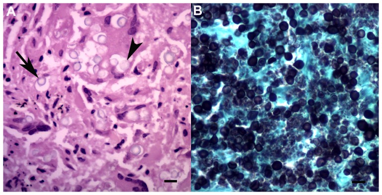 Figure 10