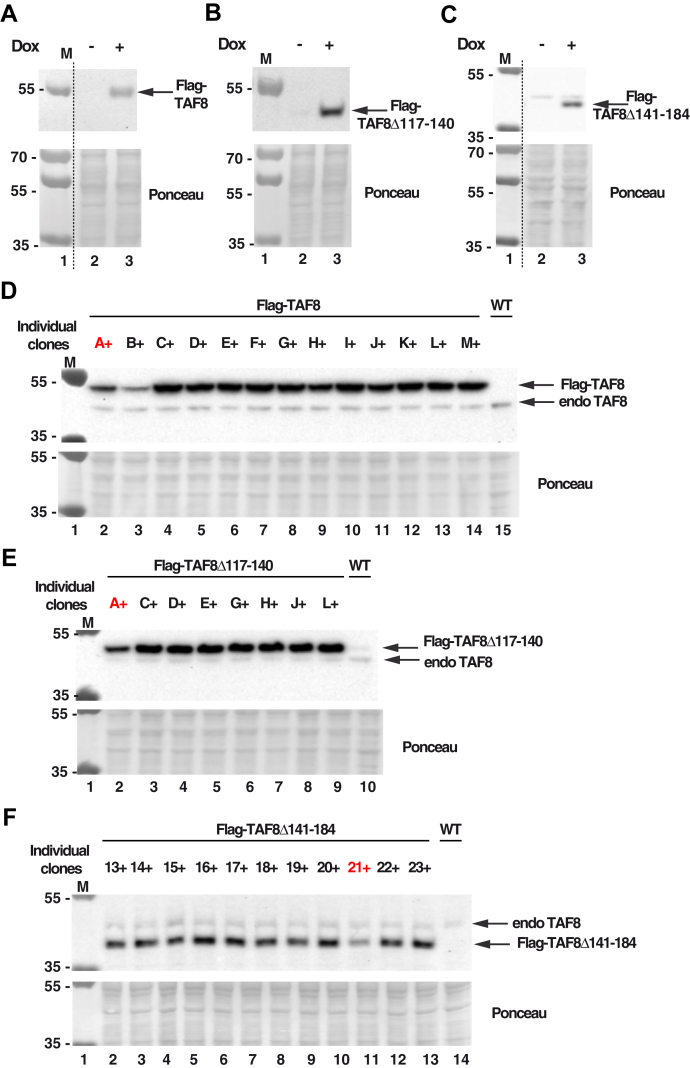 Figure 5