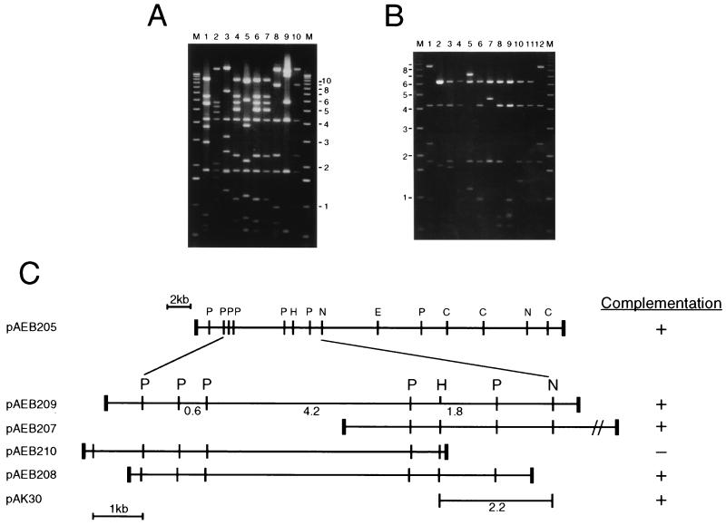 FIG. 2