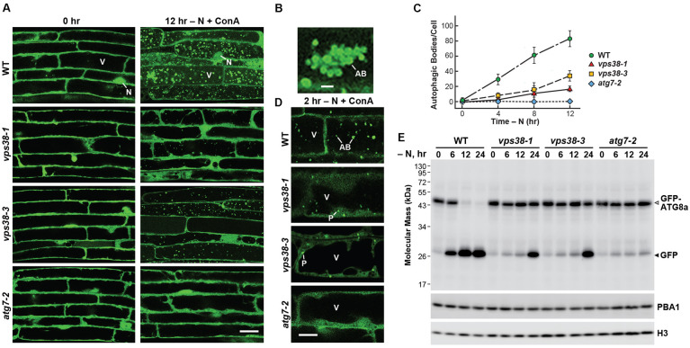 FIGURE 6