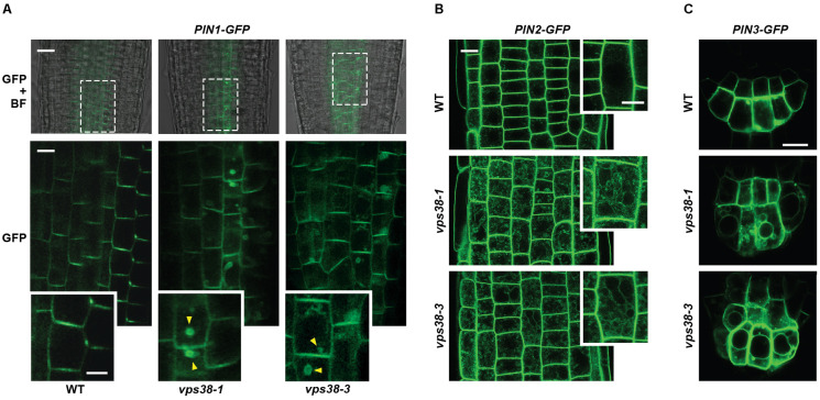 FIGURE 11