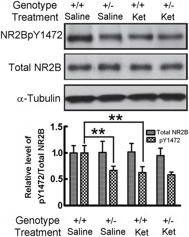 Fig 10