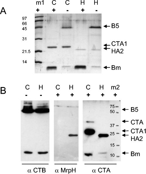 FIG. 3.