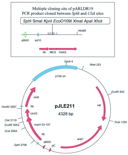 FIG. 2.