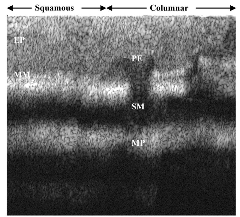 Fig. 5