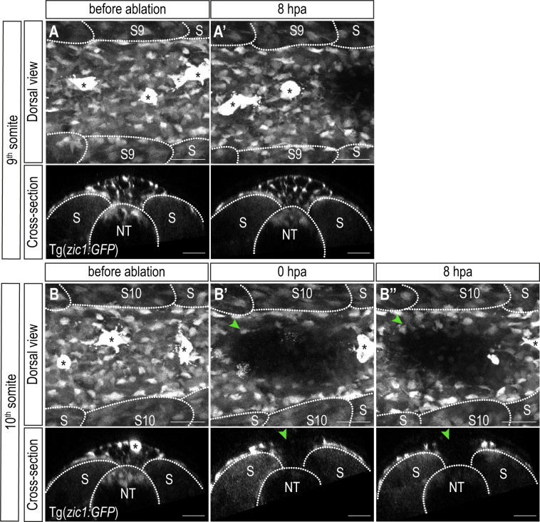 Figure 4—figure supplement 3.