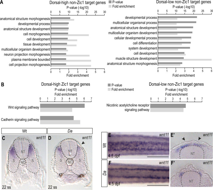 Figure 6—figure supplement 1.