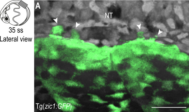 Figure 3—figure supplement 2.