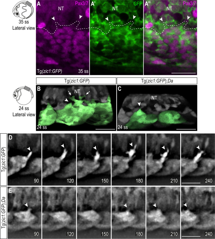 Figure 3—figure supplement 1.