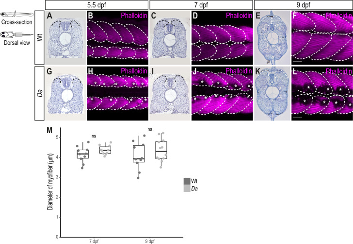 Figure 1—figure supplement 1.