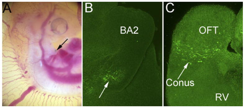 Fig. 6