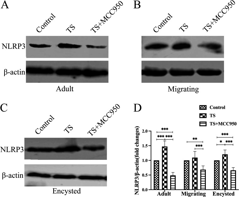 FIG 2