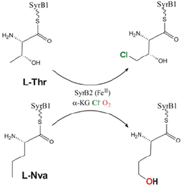 FIGURE 19