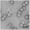 Fig. 21