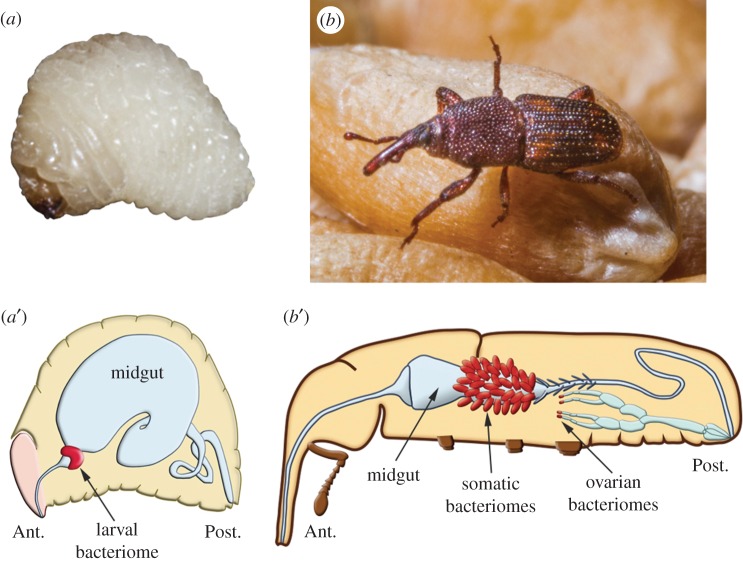 Figure 2.