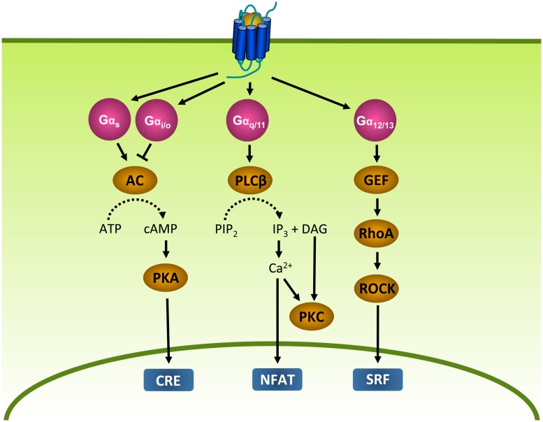 FIGURE 2