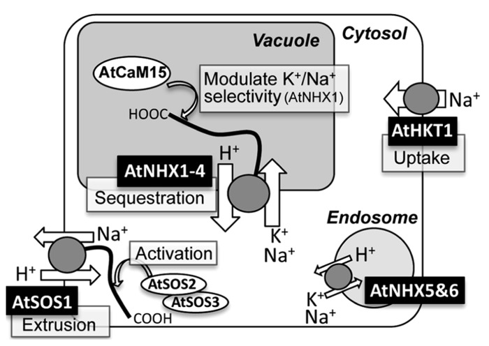 FIGURE 1